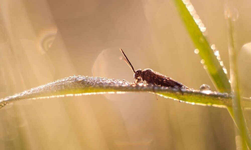 Beaufort Pest Control, LLC