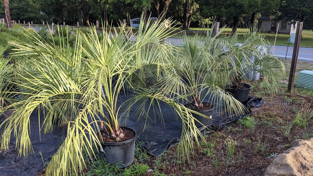 Southern Marsh Nursery