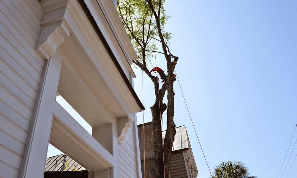 Charleston Tree Company, LLC