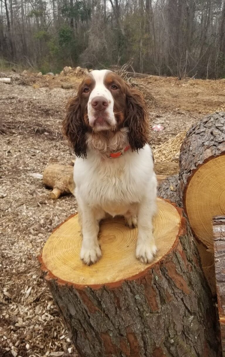 LW Barnio Tree and Stump Removal