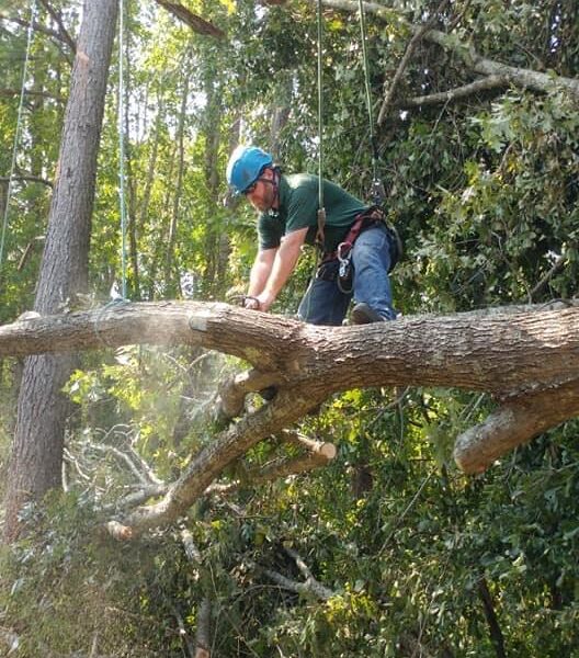 Arborscape Tree Preservation