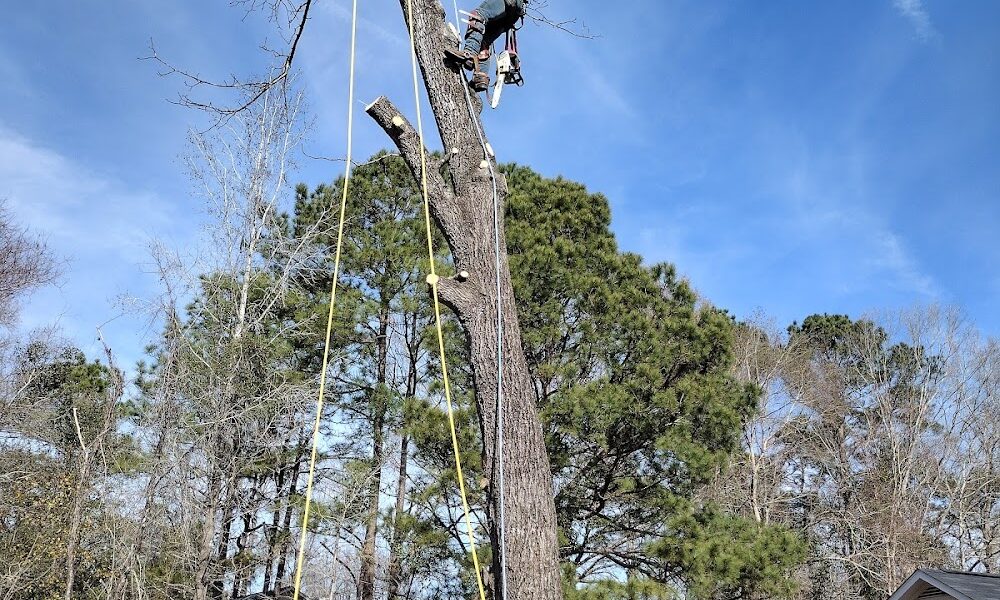 Mixteco Tree Service