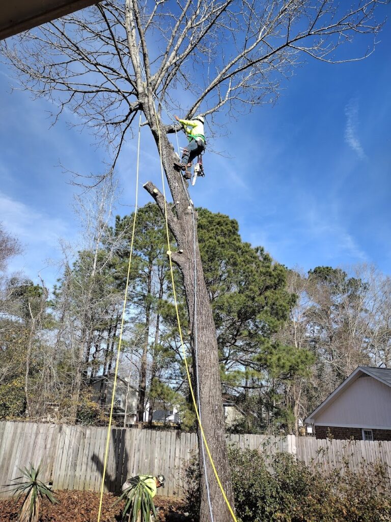 Mixteco Tree Service